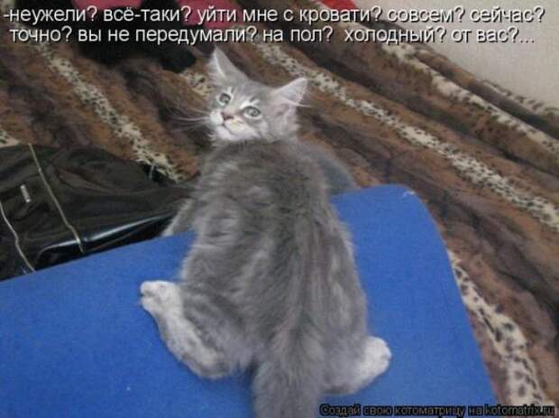 Котоматрица