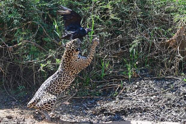 Каждый раз, когда птица взмывала вверх, ловкому ягуару удавалось словить ее. jaguar, дикая природа, дикие животные, животные, охота, природа, фото, хищник