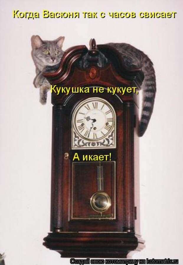 Новая котоматрица для хорошего настроения (28 фото)
