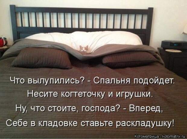 Свежая котоматрица (33 фото)