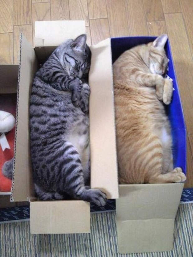 зеркальные коты повторюхи (3)