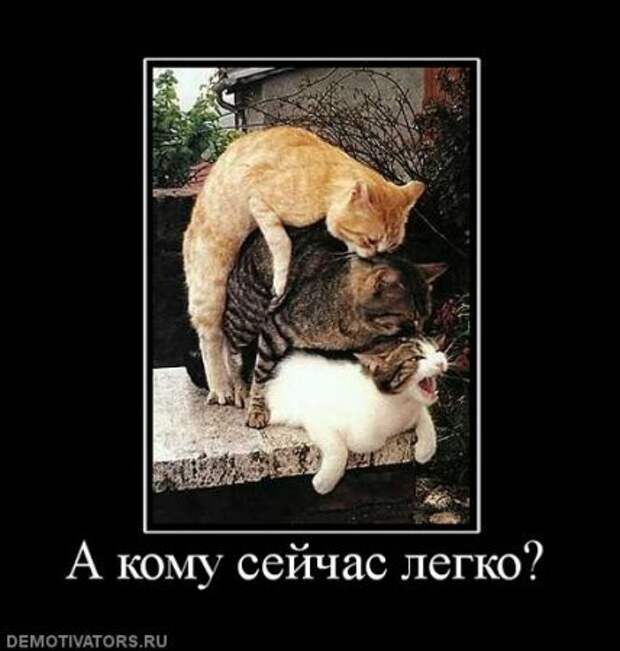 Демотиваторы про котэ