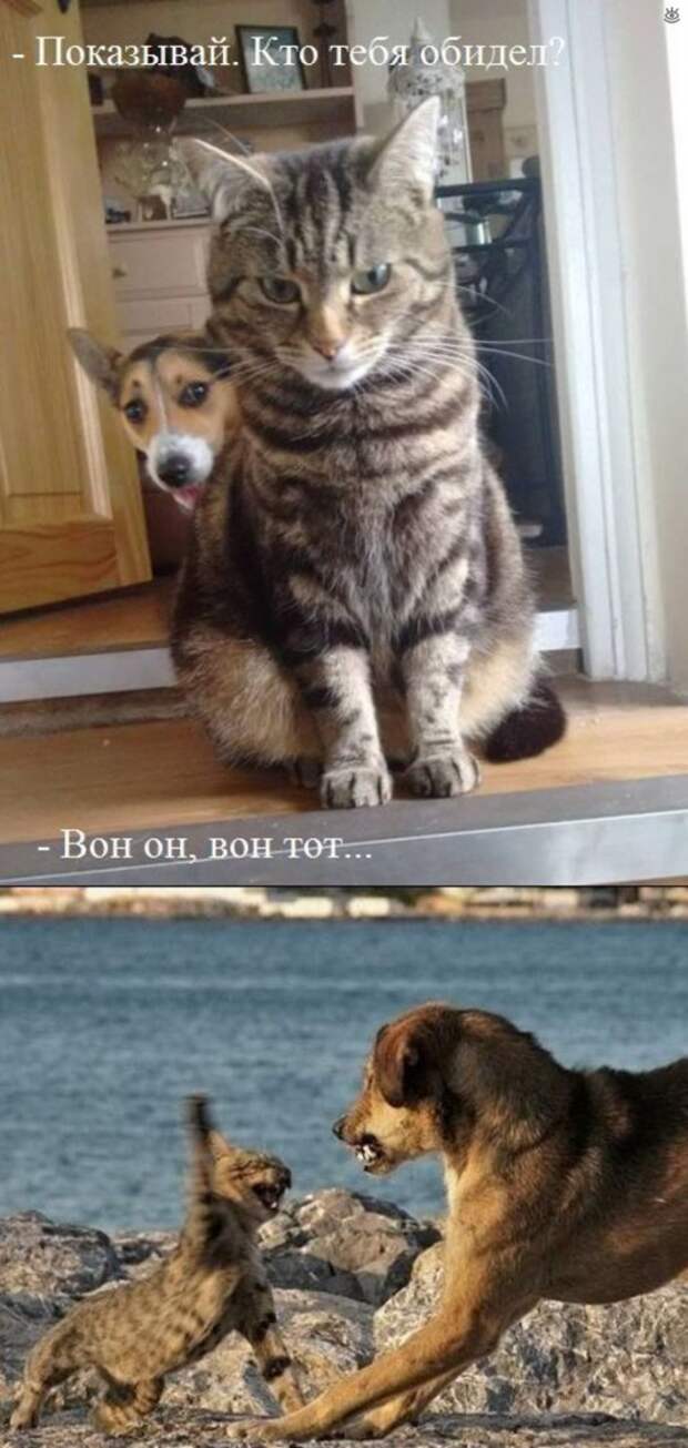 Забавные и позитивные фотки 19