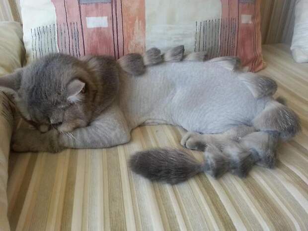 котики остриженные 