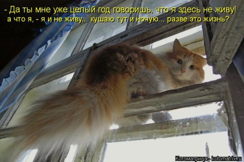 Свежий сборник котоматриц (34 шт)