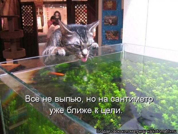 Лучшие котоматрицы недели (50 фото)