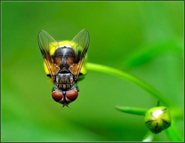 Красивые макроснимки насекомых