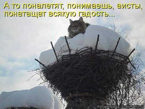 Котоматрицы(картинки с надписями)