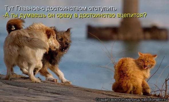 Котоматрицы(картинки с надписями)