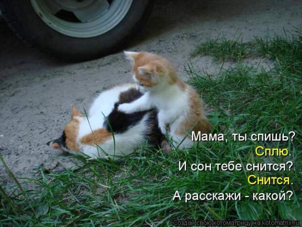 Лучшие котоматрицы недели (50 фото)