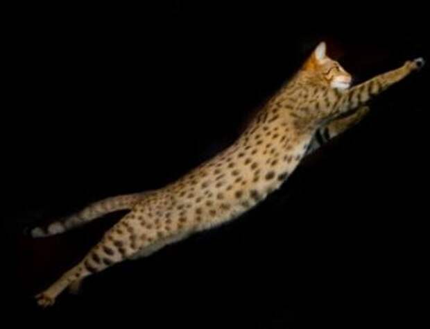interesting  Top 10 Most Expensive Cat Breeds in the World