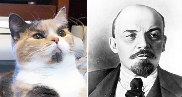 cat look like, коты похожие на знаменитостей, коты похожие на нечто другое