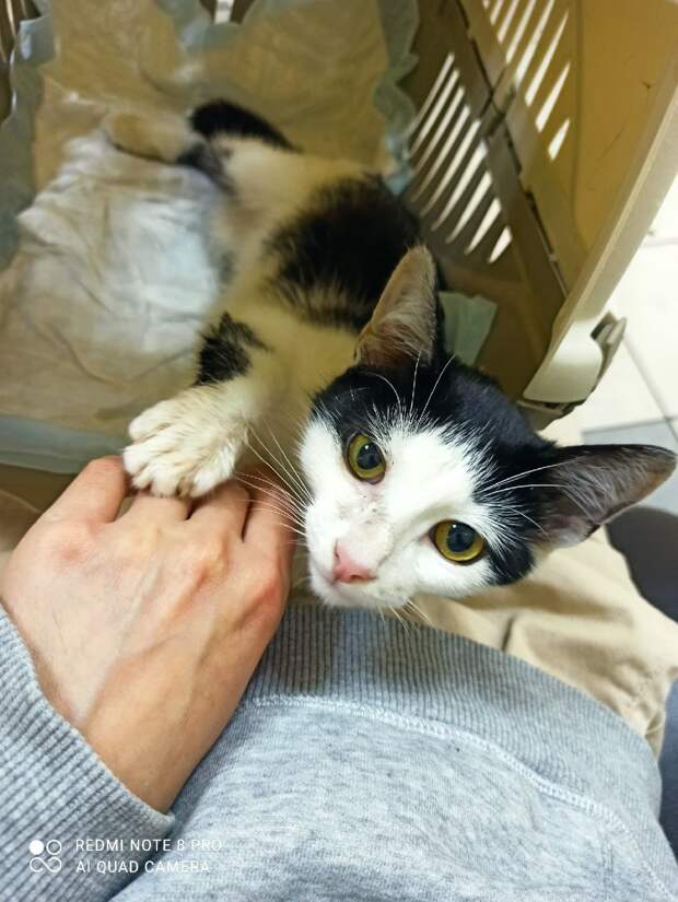 котёнок играет