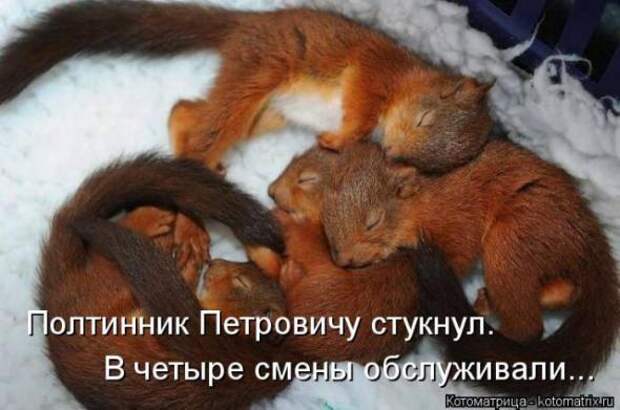 Котоматрицы (картинки с надписями)