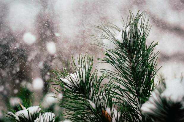 В Москве ожидаются заморозки и дождливая погода на следующей неделе