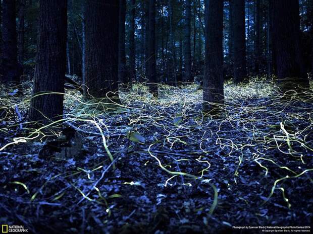 лучшие снимки фотоконкурса National Geographic 2014 светлячки