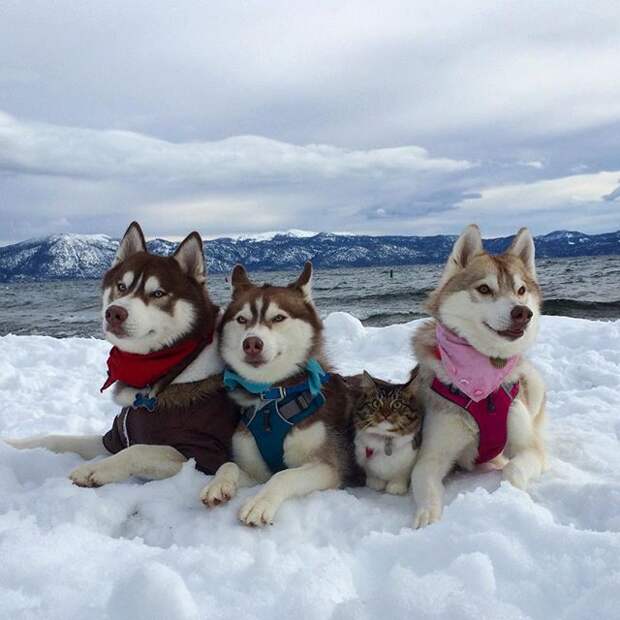 Made a trip to see the lake! It was so cold, but the scenery was AMAZING #liloandrosie Фото: lilothehusky