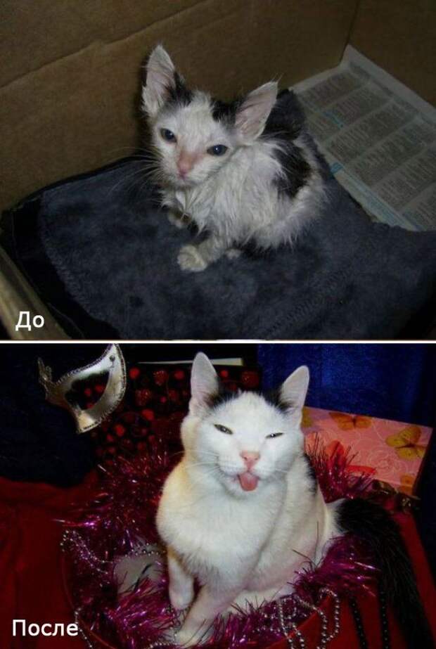 Бездомные кошки в добрых руках
