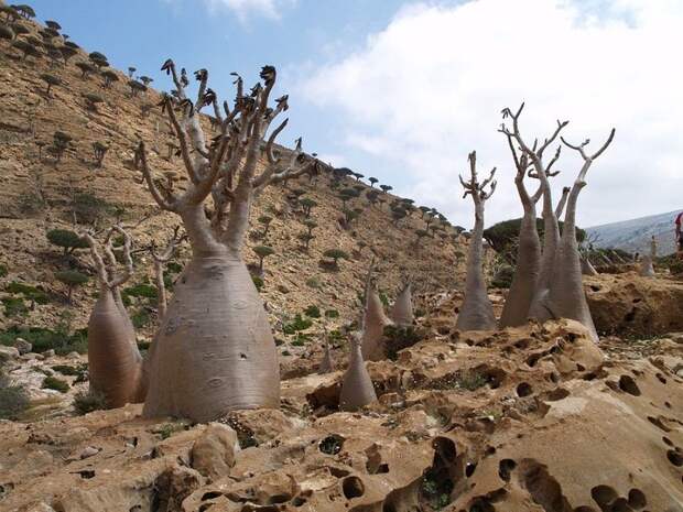 Удивительный остров Сокотра Socotra16 Удивительный остров Сокотра