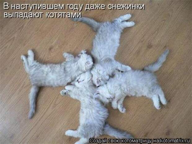 смешные фото с маленькими котятами