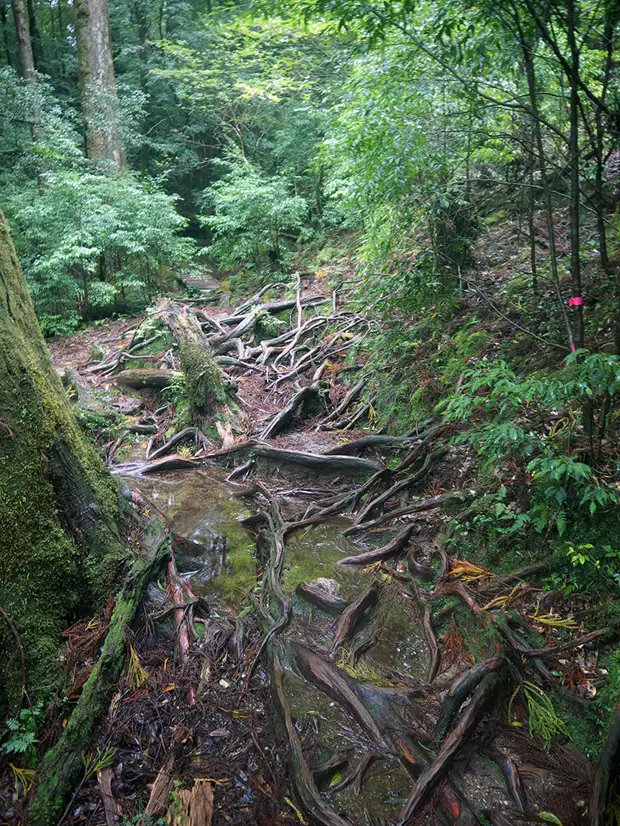 , , , , yakushima, , yakusugi land, , , , , , 