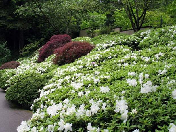 Японский сад (113) (700x525, 381Kb)