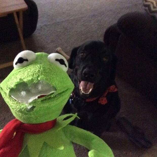 Животные-очаровашки (26 фото)