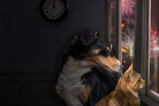 Ветеринар Костикова: кошки и собаки смотрят телевизор из-за инстинктов