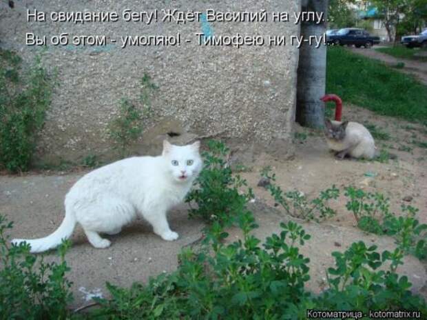 Котоматрицы(картинки с надписями)