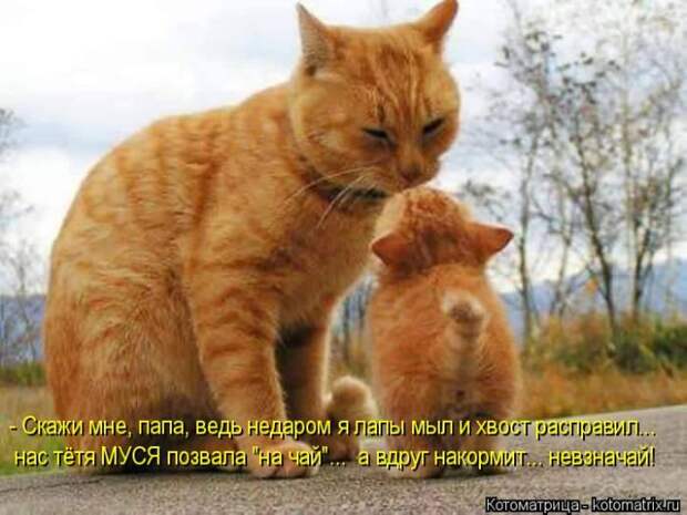 Лучшие котоматрицы недели (50 фото)