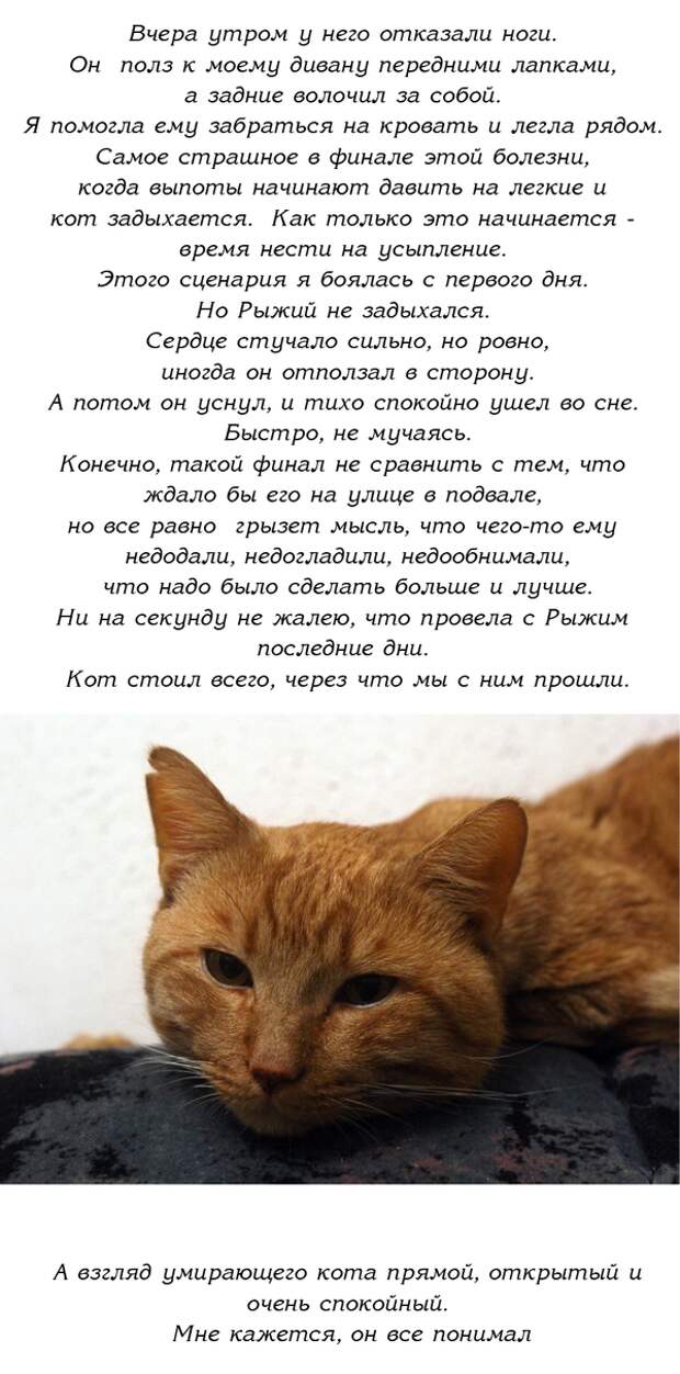 История одного доброго кота История одного доброго кота доброго кота, история
