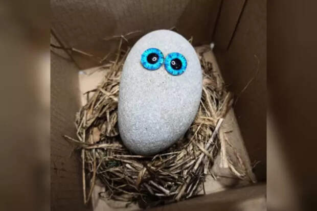 2 камень-питомец