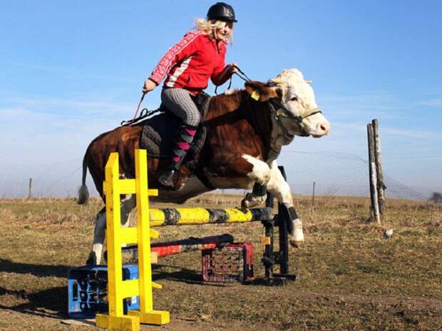 Не имея лошади, 15-летняя немка научила корову брать барьеры! tvmadeingermany, германия, коровы, прикол, скачки, факты