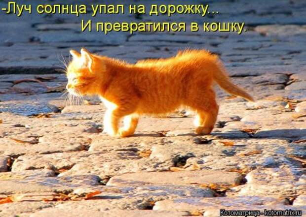 Котоматрица недели (31 фото)