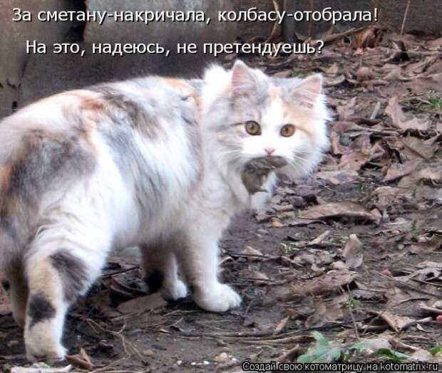 Лучшие котоматрицы недели
