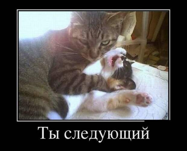 Демотиваторы демотиваторы, прикол, смех, юмор