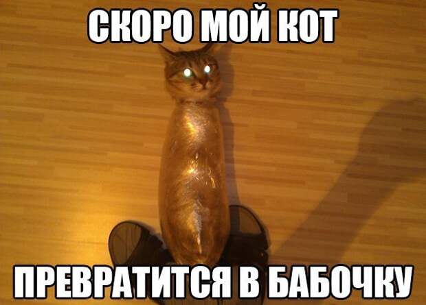 Картинки со смешными подписями картинки, прикол, юмор