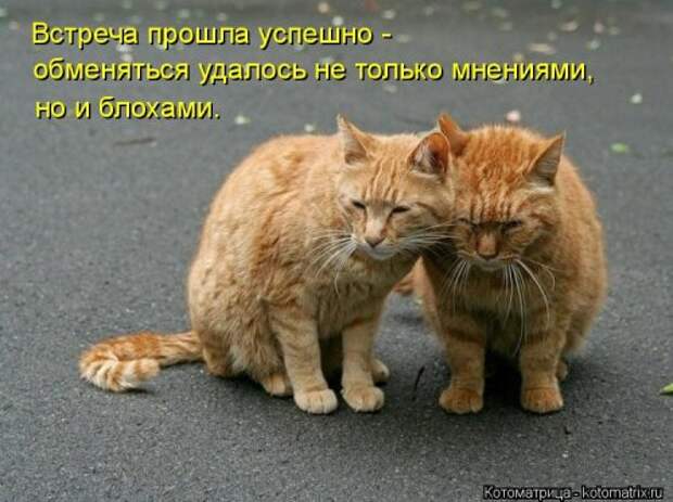 Лучшая котоматрица недели (35 фото)