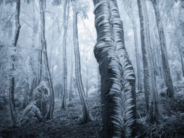 12 невероятных фотографий без грамма Фотошопа