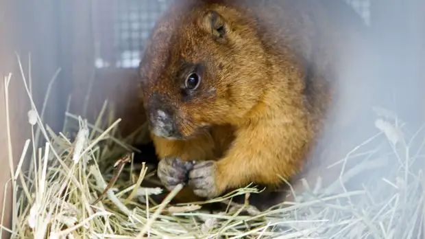 Николай Дроздов выразил мнение о приметах в День сурка