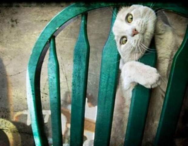 Хозяин, выпусти! коты, фото