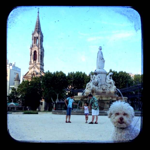 Cerbero dog travel, собака путешественник