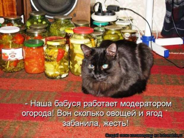 Котоматрицы(картинки с надписями)