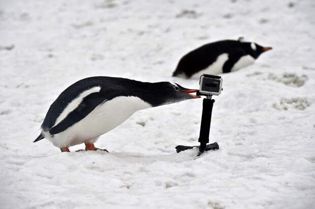 Пингвин против GoPro