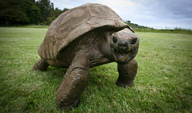 182-летняя черепаха по имени Джонатан повидала все