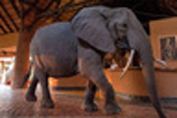 Отель Mfuwe Lodge