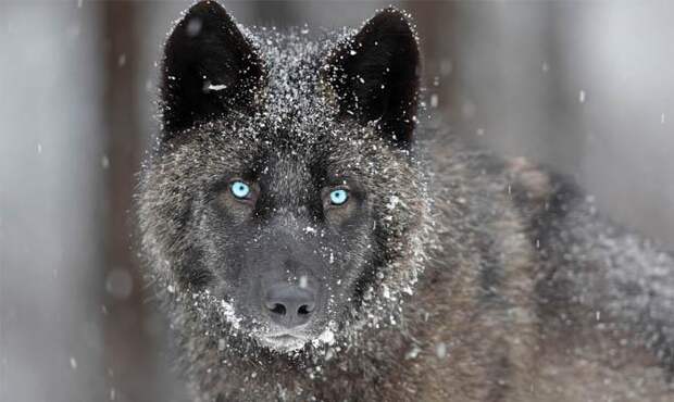Взгляд волка - Глаза волка - Интересные факты о волках