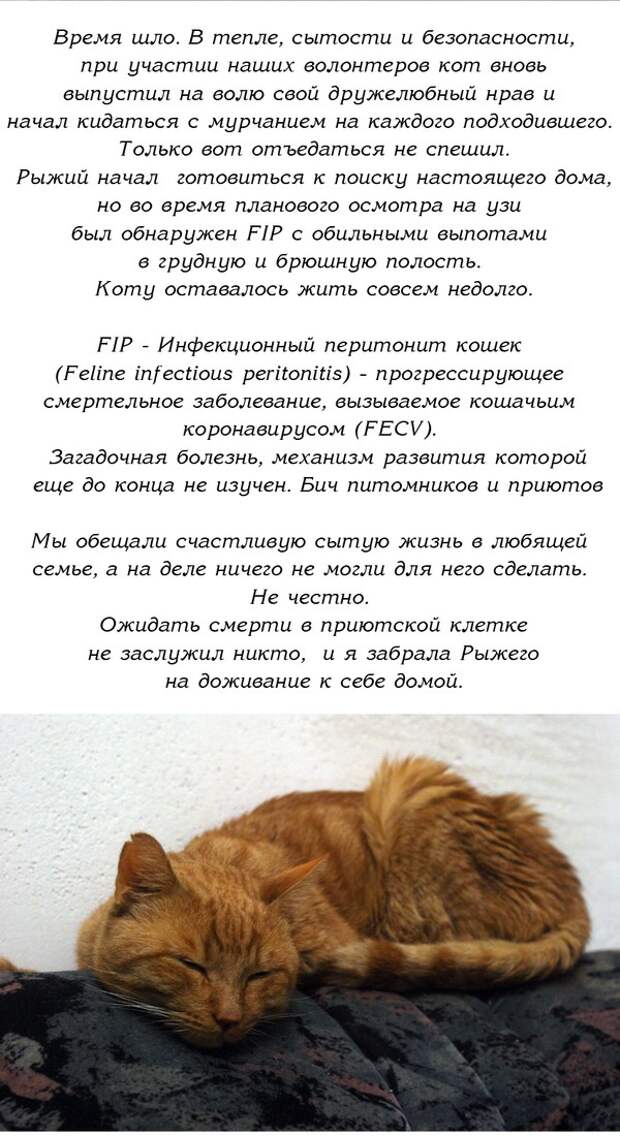 История одного доброго кота животные, история, коты