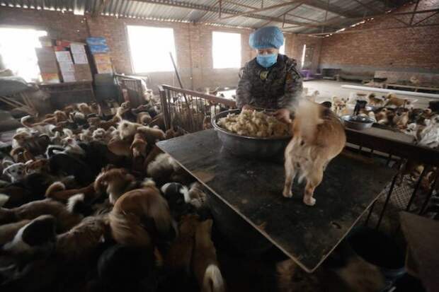 1300 моих собак — частный приют Вань Янфань доброта, китай, приют, собаки