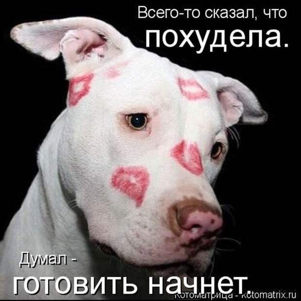 Лучшие котоматрицы недели
